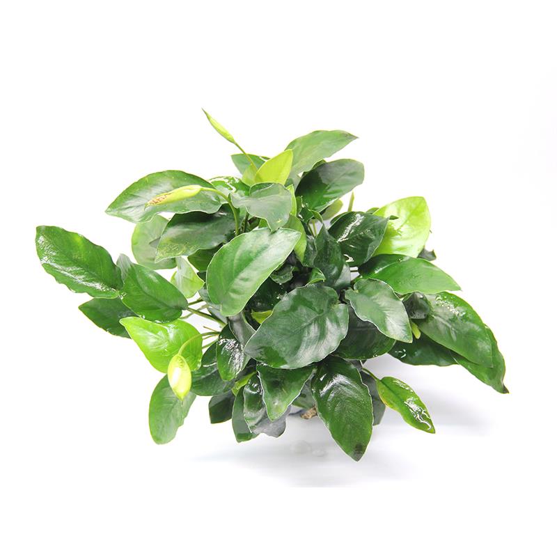 Dennerle Anubias barteri var. Nana Bigfoot - imagine 3